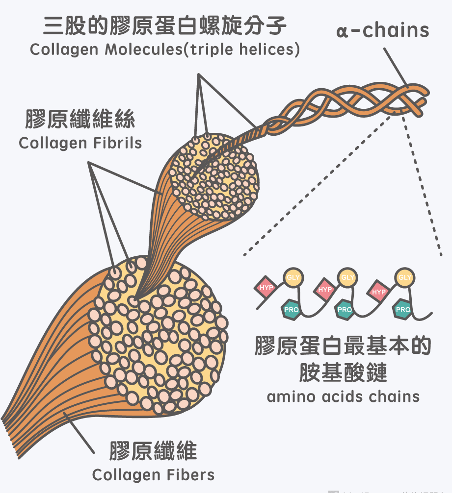 膠原蛋白 組成結構 1